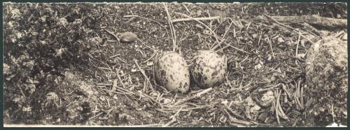 Black oystercatcher's nest [picture]