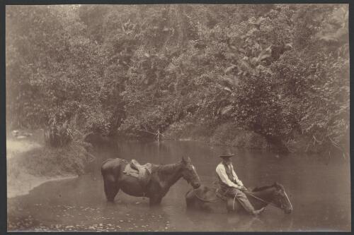 Unidentified man and two horses crossing the Murray River [picture] / Archibald James Campbell