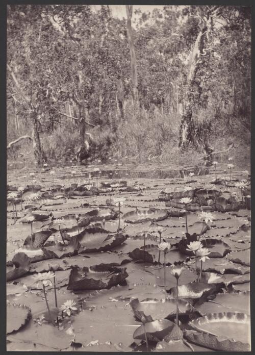 Blue lily lagoon, North Queensland [picture] / Archibald James Campbell