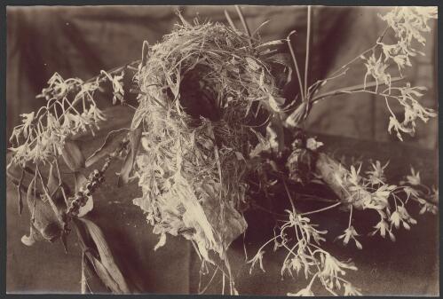 Nest of the white breasted honey eater with a tea-tree orchid [picture] / Archibald James Campbell