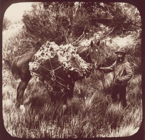 Hunter and his load, Furneaux Group, Tasmania [picture]