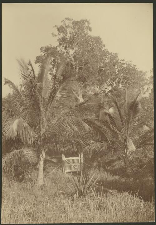 Bungalow gate between to palms [picture] / Archibald James Campbell