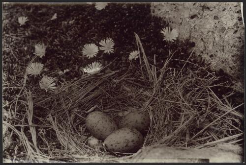 Nest of Pacific Quail [picture]