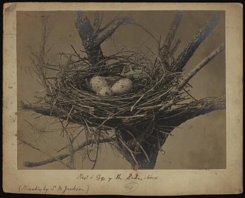 Nest and eggs of the Satin bird [picture]