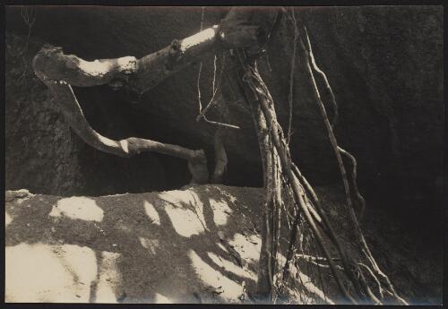 Entrance to swiftlets cave [picture] / Archibald James Campbell