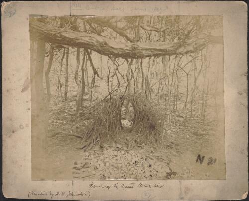 Bower of the great bowerbird [picture]