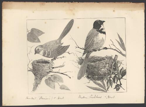 Fan-tailed (Preiss's) and nest, Western Thickhead and nest [picture]