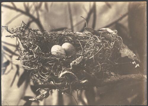 Birds nest made of twigs with two eggs [picture] / Archibald James Campbell
