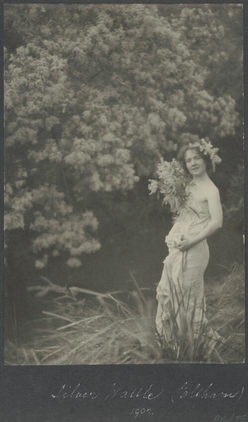 Silver wattle (Eltham), 1902, [1] [picture] / A.J. Campbell