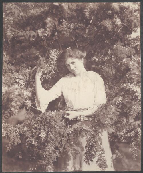 [Unidentified woman holding a wattle branch, between 1896 and 1903, 3] [picture] / A.J. Campbell