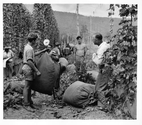 Weighing the hops, Rostrevor [picture] / [Jeff Carter]