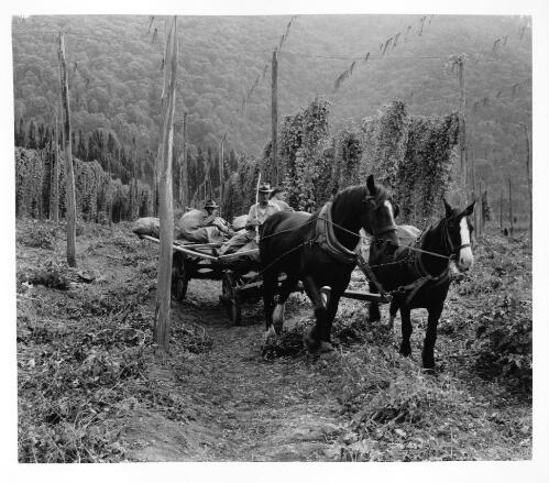 Transporting hops to the drying shed, Rostrevor [picture] / [Jeff Carter]