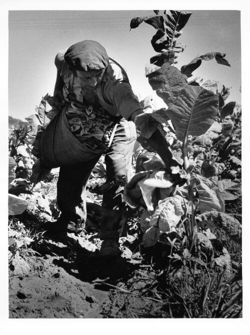 Harvesting tobacco by hand [picture] / [Jeff Carter]