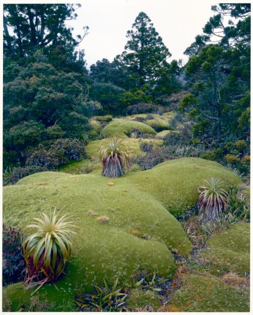 Dombrovskis collection of Tasmanian wilderness photographs, 1978-1995 [picture] / Peter Dombrovskis