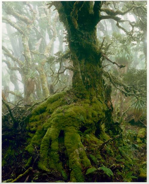 Myrtle tree in rainforest at Mount Anne, southwest Tasmania, 1984 [picture] / Peter Dombrovskis
