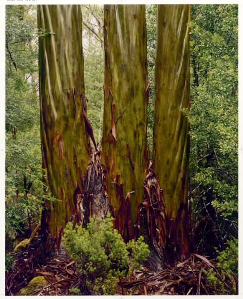 Eucalypt trunks in rain, Pine Valley, Tasmania, 1987 [picture] / Peter Dombrovskis