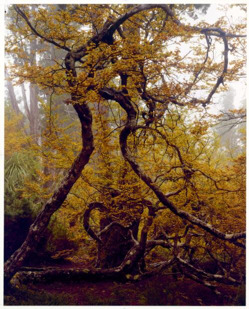 Deciduous beech near Barn Bluff, Cradle Mountain-Lake St. Clair National Park, Tasmania, 1992 [picture] / Peter Dombrovskis