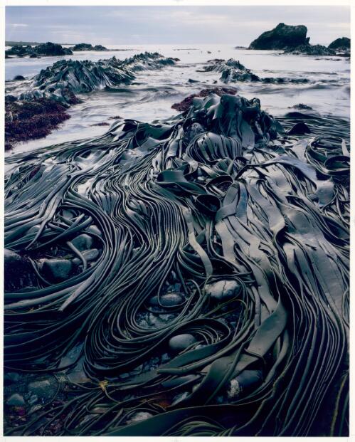 Giant kelp, Hasselborough Bay, Macquarie Island, Tasmania, 1984 [picture] / Peter Dombrovskis