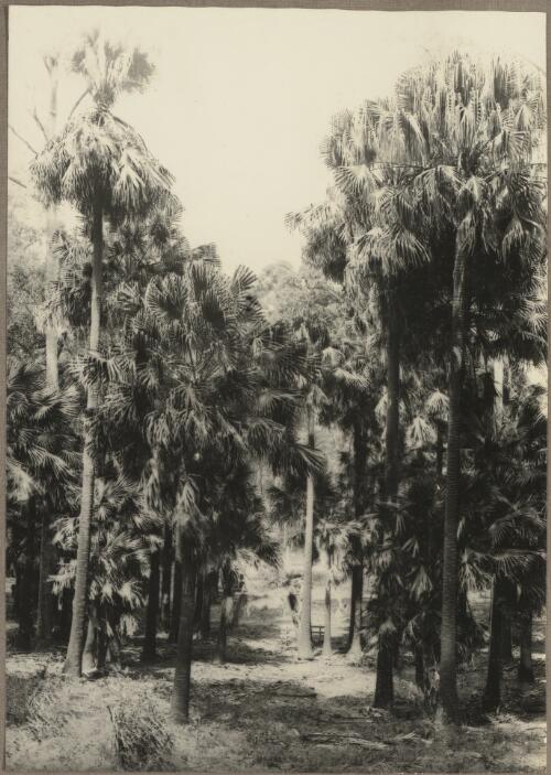 [Grove of palm trees, Avalon, New South Wales, 1930] [picture]