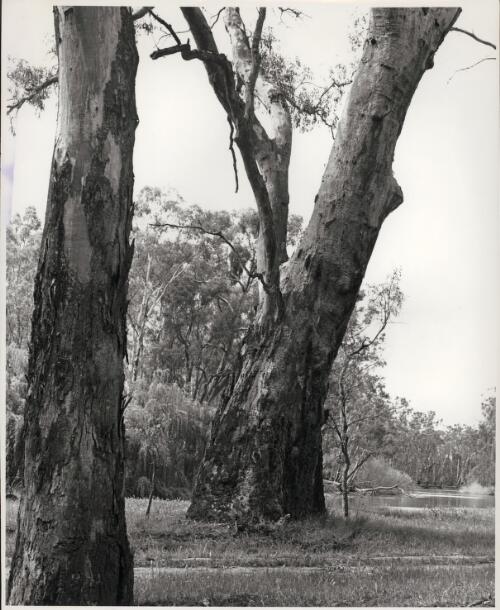 Riverain forest of river red gum (Eucalyptus camaldulensis) adjacent to the Murray River, Picnic Point, Mathoura, New South Wales. Prior to European settlement, much of this vegetation formation was maintained as more open woodland through frequent Aboriginal burning [picture] / Colin J. Totterdell