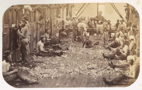 Sheep shearing shed, at "smoko" (time called for rest & sharpening shears), Colony of Queensland [picture]