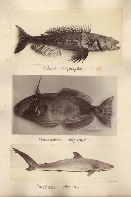 Collection of photographs of fishes [picture]