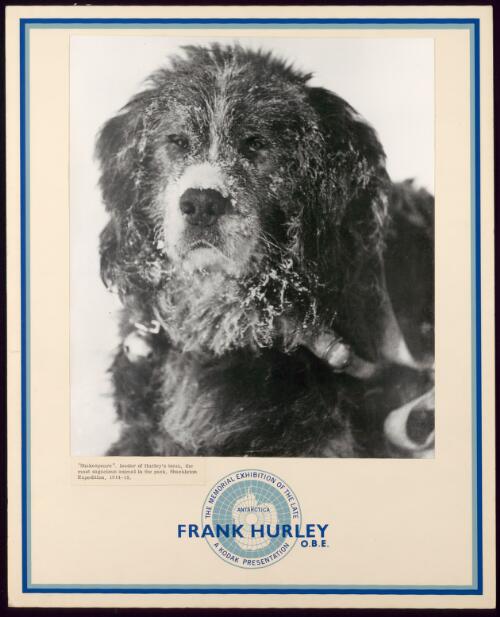 "Shakespeare", leader of Hurley's team, the most sagacious animal in the pack, Shackleton expedition, 1914-1915 [picture] / Frank Hurley