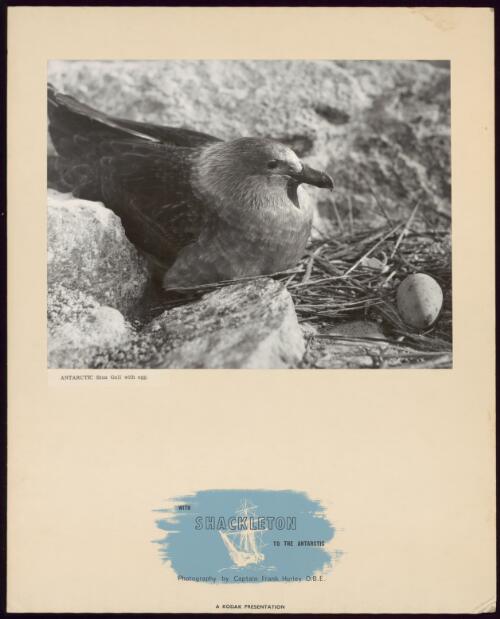 Antarctic Skua gull with egg [picture] / Frank Hurley