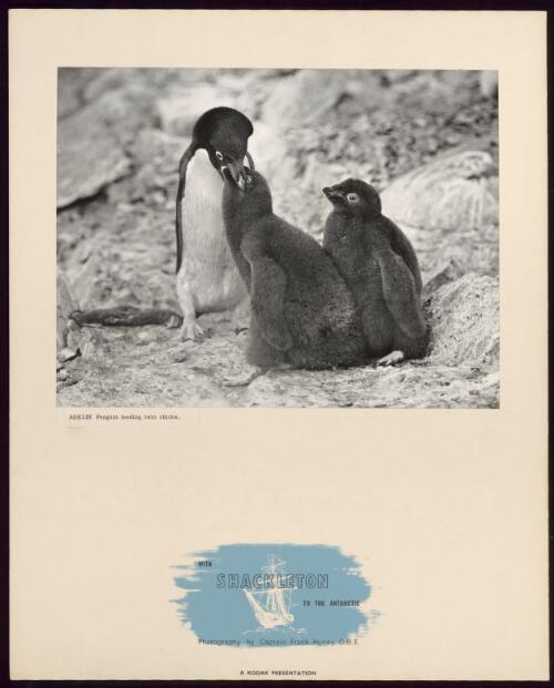 Adelie penguin feeding twin chicks [picture] / Frank Hurley