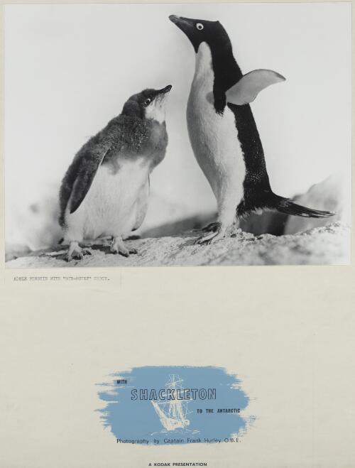 Adele [Adelie] penguin with "mid-moult" chick [picture] / Frank Hurley
