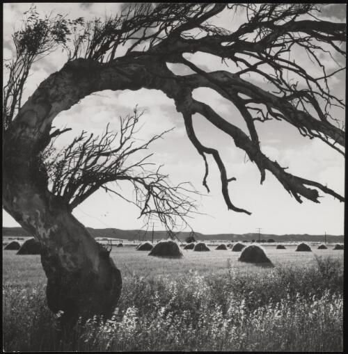 Hay stacks on the plain, New South Wales / Frank Hurley
