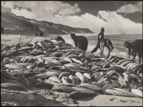 Fish on the beach, South Coast, New South Wales, approximately 1910 / Frank Hurley