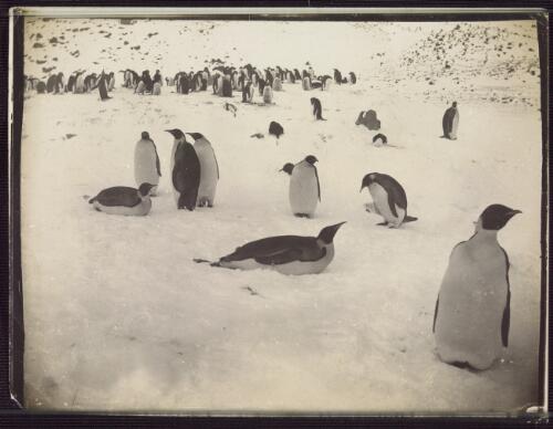 [Colony of penguins on ice, Shackleton Antarctic expedition, 1907-1909] [picture]