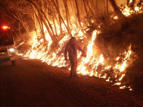 Volunteers of the ACT Bushfire Service lighting a back-burn on the Mount Franklin Road, Brindabella Ranges, on the night of 11/12 January 2003 [picture] / David Tunbridge