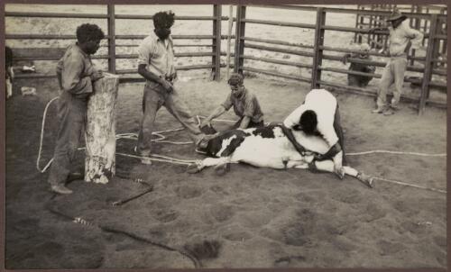 [Four men castrating a young bull, Northern Territory, ca. 1936] [picture] / Clarence Bernhardt