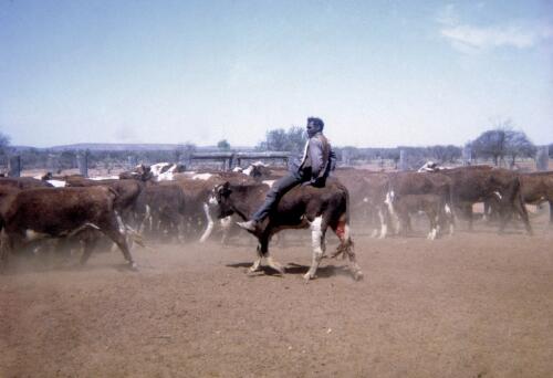 Johnny Briscoe on bullock at Owen Springs Station, Northern Territory 1973 [picture]