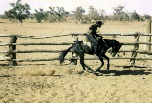 Roy Braedon breaking in a horse at Maryvale Station (now Titjikala) 100km south east of Alice Springs, Northern Territory 1959 [picture] / Johnny Briscoe