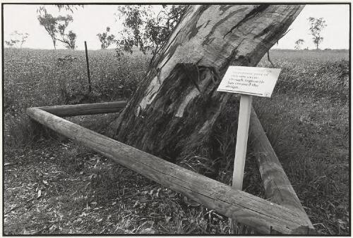 Carved tree at Molong, New South Wales, 2001, 3 [picture] / Jon Rhodes