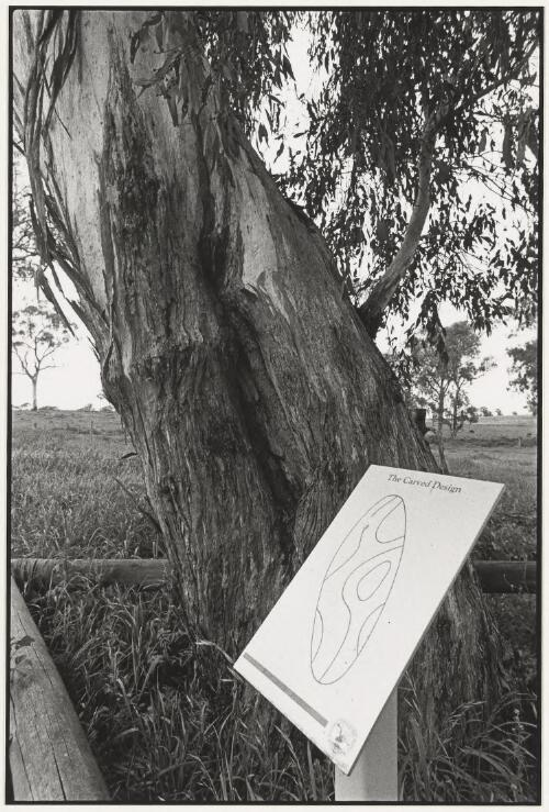 Carved tree at Molong, New South Wales, 2001, 5 [picture] / Jon Rhodes
