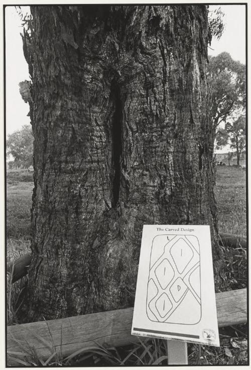 Carved tree at Molong, New South Wales, 2001, 8 [picture] / Jon Rhodes