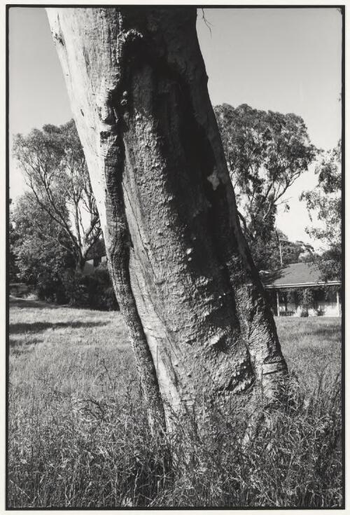 Canoe tree, Ngambri, Wanniassa, Canberra, Australian Capital Territory, 1998, 1 [picture] / Jon Rhodes