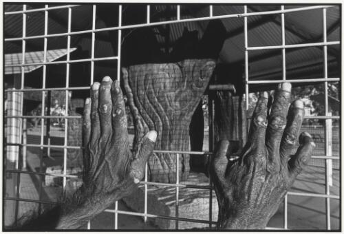 Hands on the wire enclosing Gamilaraay carved trees, Collarenebri, New South Wales, 1999 [picture] / Jon Rhodes