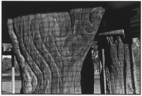 Gamilaraay carved trees in an enclosure, Collarenebri, New South Wales, 1999, 7 [picture] / Jon Rhodes