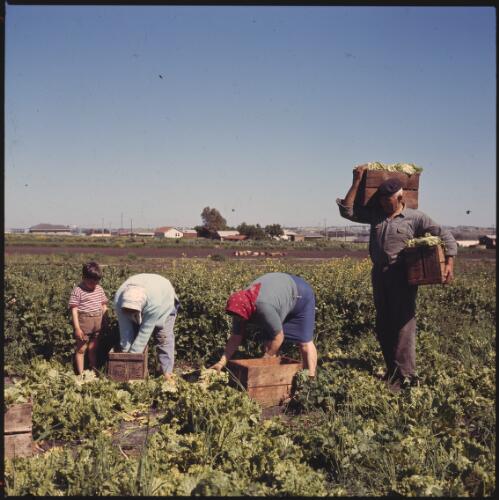 Italian migrant market gardeners, Adelaide suburbs, South Australia ca. 1960 [transparency] / Robin Smith