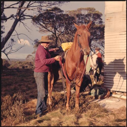 Cattle musterers, Bogong High Plains, Victoria 1975 [transparency] / Robin Smith