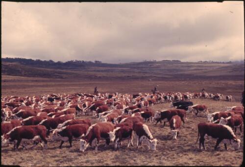 Cattle muster, Bogong High Plains, Victoria 1975 [transparency] / Robin Smith