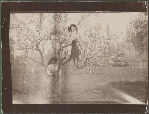 In Lanyon orchard [picture]