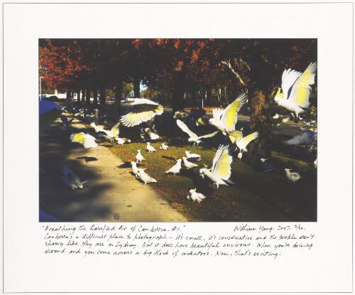 Flock of cockatoos, Canberra, 2007 [picture] / William Yang
