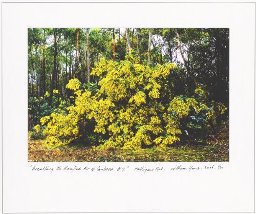 Wattle tree, Mulligans Flat, Canberra, 2007 [picture] / William Yang