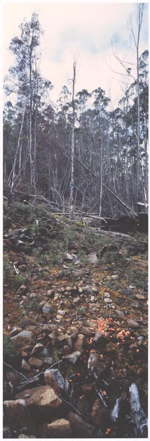 Carrots laid to attract and poison small animals in cleared and burnt forest, Styx Valley, Tasmania, 2003 [picture] / Catherine Rogers